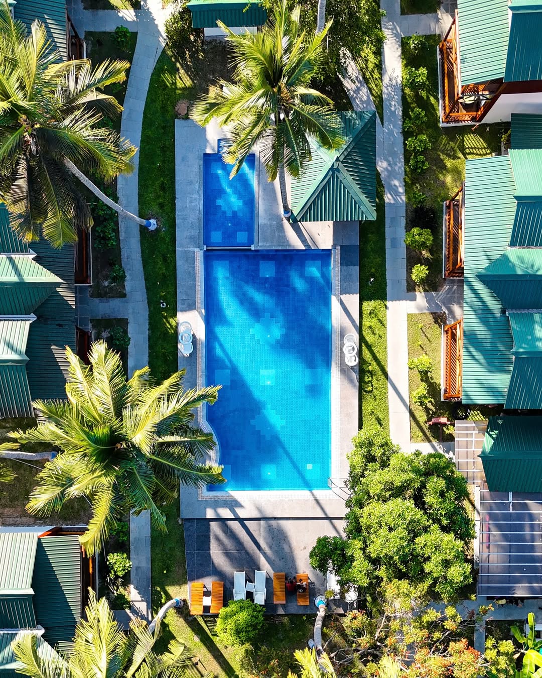Ocean tree - Top view.jpeg